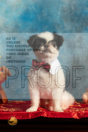 Japanese Chin Oliver_MMJ_5045_BeltonTxClassic2021-HR3