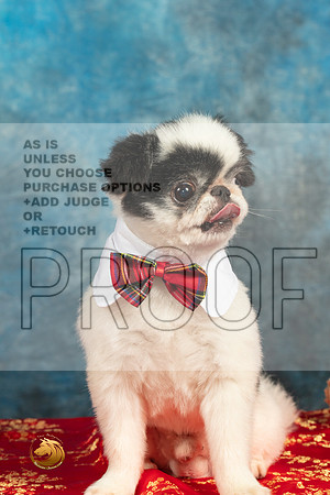 Japanese Chin Oliver_MMJ_5049_BeltonTxClassic2021-HR3