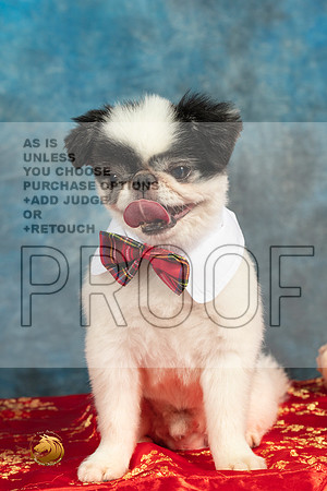 Japanese Chin Oliver_MMJ_5052_BeltonTxClassic2021-HR3