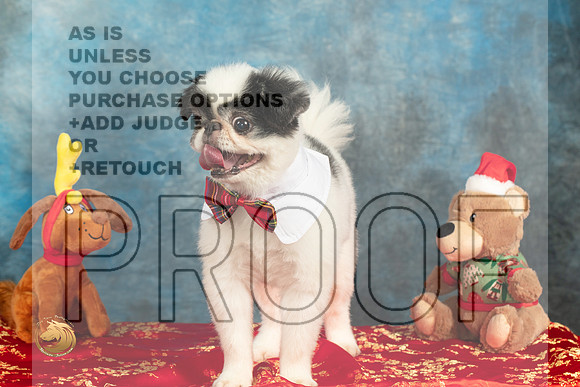 Japanese Chin Oliver_MMJ_5054_BeltonTxClassic2021-HR3