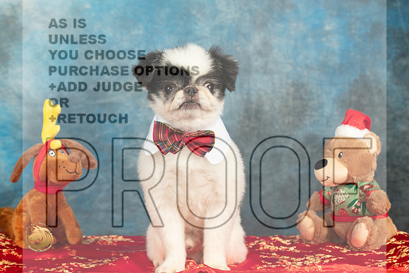 Japanese Chin Oliver_MMJ_5055e_BeltonTxClassic2021-HR3