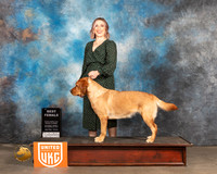Labrador Retriever #357 Sat BF Judge Kevin Izzard Carroll