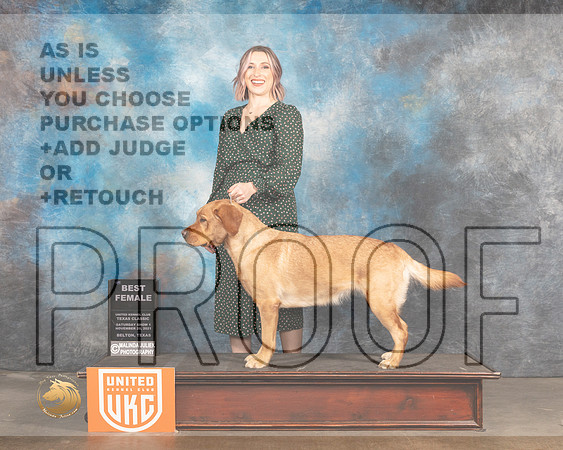 Labrador Retriever #357 Sat BF Judge Kevin Izzard Carroll_MMJ_5202_BeltonTxClassic2021-HR3