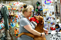 Rhodesian Ridgeback