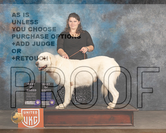 Akbash #423 F1 BOB Judge Nancy Eilks Sat2 BOB Judge Pam Moore_MMJ_5289_BeltonTxClassic2021-HR3