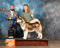 Alaskan Malamute #274 Sat Judge Stan Matsumoto