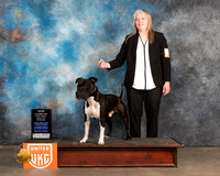 Amerian Pit Bull Terrier #153 Sat  BOWCh Judge Pamela Moore