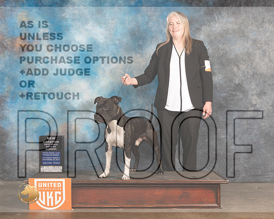 Amerian Pit Bull Terrier #153 Sat  BOWCh Judge Pamela Moore_MMJ_5307_BeltonTxClassic2021-HR3