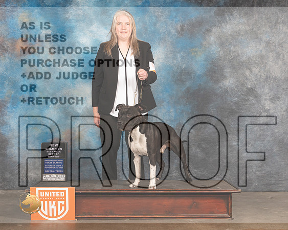Amerian Pit Bull Terrier #153 Sat  BOWCh Judge Pamela Moore_MMJ_5315_BeltonTxClassic2021-HR3