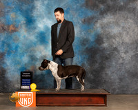 American Bully #463 Sat2 BOBG4 Judge Jennifer Landers