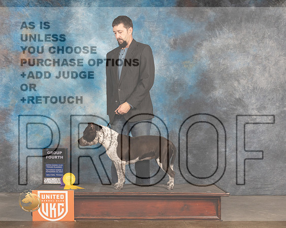 American Bully #463 Sat2 BOBG4 Judge Jennifer Landers_MMJ_5276_BeltonTxClassic2021-HR3