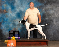 English Pointer #157 Sat BOB Judge Kevin