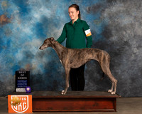 Greyhound #159 Sat BOB Judge Nancy Elks