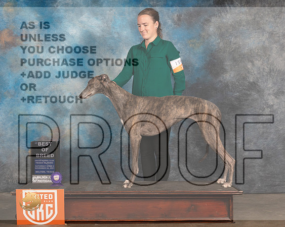 Greyhound #159 Sat BOB Judge Nancy Elks_MMJ_5246_BeltonTxClassic2021-HR3