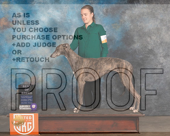 Greyhound #159 Sat BOB Judge Nancy Elks_MMJ_5247_BeltonTxClassic2021-HR3