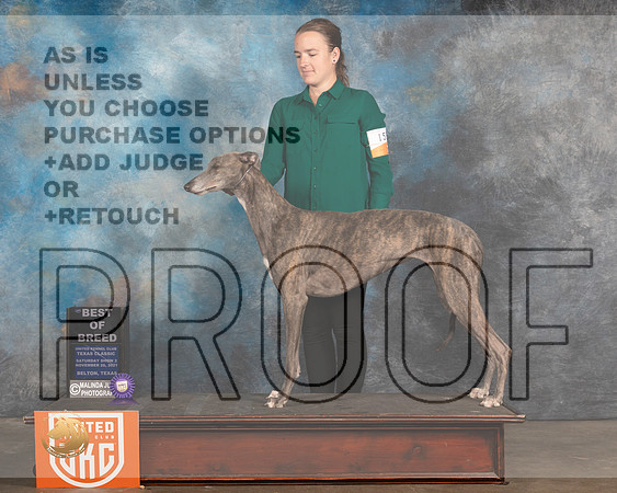 Greyhound #159 Sat BOB Judge Nancy Elks_MMJ_5248_BeltonTxClassic2021-HR3