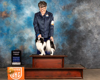 Japanese Chin #231 Sat2 G1 Judge Jennifer Landers