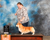 Pembroke Welsh Corgi #187 Sat BOW Judge Rich Klatt