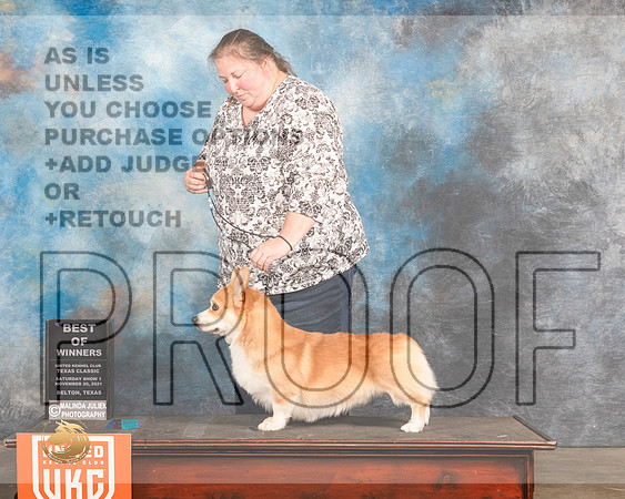 Pembroke Welsh Corgi #187 Sat BOW Judge Rich Klatt_MMJ_5219e_BeltonTxClassic2021-HR3
