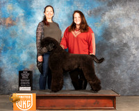 Poodle Std #329 Sat BOWNcH
