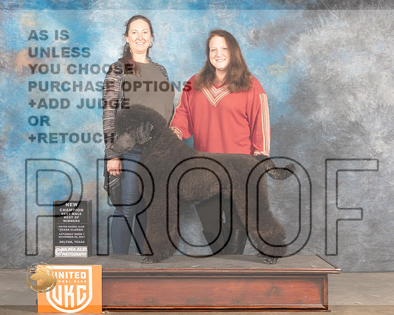 Poodle Std #329 Sat BOWNcH _MMJ_5205_BeltonTxClassic2021-HR3