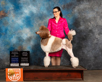 Poodle Std MC #234 Sat RQ Judge Kevin Izzard Carroll