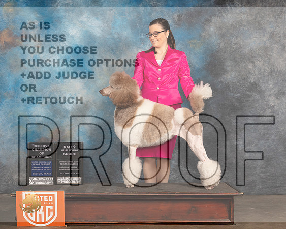 Poodle Std MC #234 Sat RQ Judge Kevin Izzard Carroll_MMJ_5241_BeltonTxClassic2021-HR3