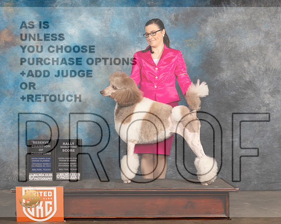 Poodle Std MC #234 Sat RQ Judge Kevin Izzard Carroll_MMJ_5242_BeltonTxClassic2021-HR3