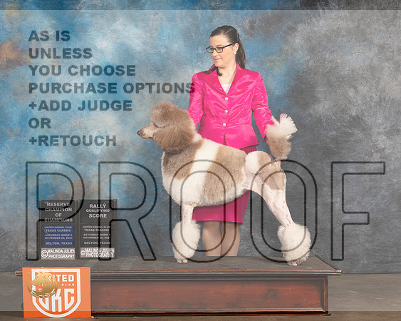 Poodle Std MC #234 Sat RQ Judge Kevin Izzard Carroll_MMJ_5243_BeltonTxClassic2021-HR3