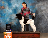 Poodle Std MC #320 BOB Judge Jennifer Landers