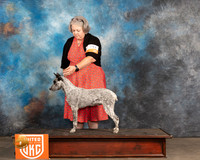 Stumpy Cattle Dog #199 Sat