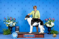 Borzoi #30 THUR HA WB M Judge Marilyn Pipes