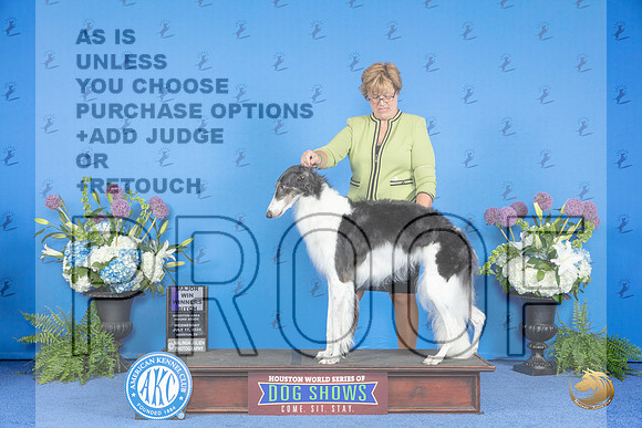 Borzoi #30 THUR HA WB M Judge Marilyn Pipes__JP_8144_Houston_2024_HR3