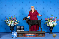 Black and Tan Coonhound #6 SUN WB BOS M Judge Angela Pickett