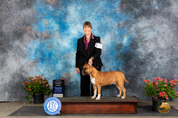 American Staffordshire Terrier #7 Sat OHG3 Judge Elizabeth ‘Beth’ Sweigart