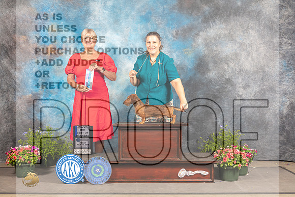 Dachshund Wirehaired #17 Fri BOW Judge Debra Thornton-_MJ_0019e_SA2022-HR3