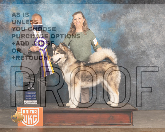 Alaskan Malamute #? Sat2 BIS Judge Stan Matsamato_MMJ_5429_BeltonTxClassic2021-HR3