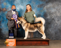 Alaskan Malamute #? Sat2 BIS Judge Stan Matsamato