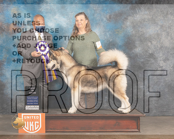Alaskan Malamute #? Sat2 BIS Judge Stan Matsamato_MMJ_5428_BeltonTxClassic2021-HR3