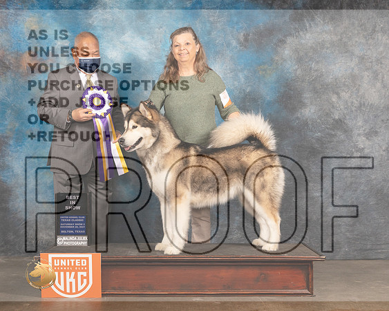 Alaskan Malamute #? Sat2 BIS Judge Stan Matsamato_MMJ_5431_BeltonTxClassic2021-HR3