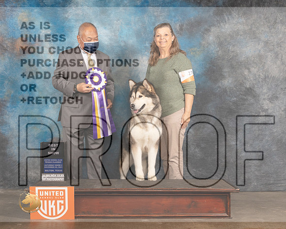 Alaskan Malamute #? Sat2 BIS Judge Stan Matsamato_MMJ_5433_BeltonTxClassic2021-HR3