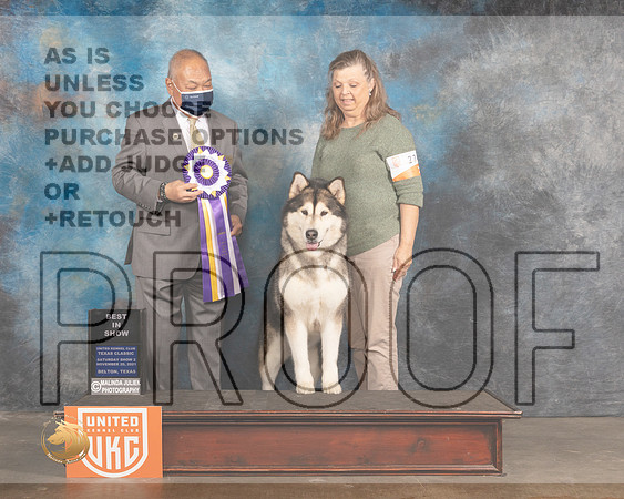 Alaskan Malamute #? Sat2 BIS Judge Stan Matsamato_MMJ_5435_BeltonTxClassic2021-HR3