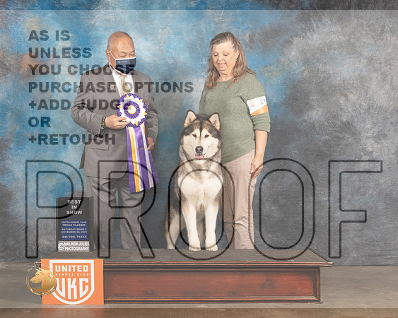Alaskan Malamute #? Sat2 BIS Judge Stan Matsamato_MMJ_5436_BeltonTxClassic2021-HR3