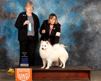 American Eskimo #189 Sat2 BOW Judge Pamela Moore