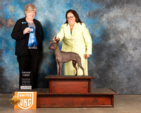 American Hairless Terrier #495 Sat G1 Judge Pamela Moore