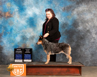 Australian Cattle Dog #444 Sat BOBTD Judge Nancy Eilks