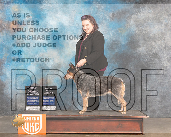 Australian Cattle Dog #444 Sat BOBTD Judge Nancy Eilks_MMJ_5403_BeltonTxClassic2021-HR3