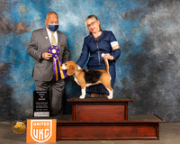 Beagle #277 Sat S2 RBIS Judge Stan Matsumoro