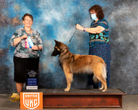 Belgian Shepherd Dog #139 Sat BOW Judge Nancy Eilks
