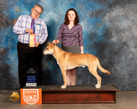 Carolina Dog #384 Sat BMNCh Judge Rich Klatt